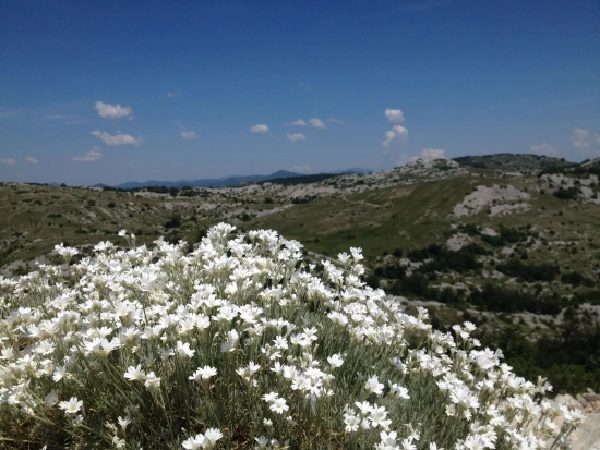 Domek Severní Dalmácie - Starigrad Paklenica DA 7780 N1